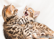 Bengal Kitten rosetted